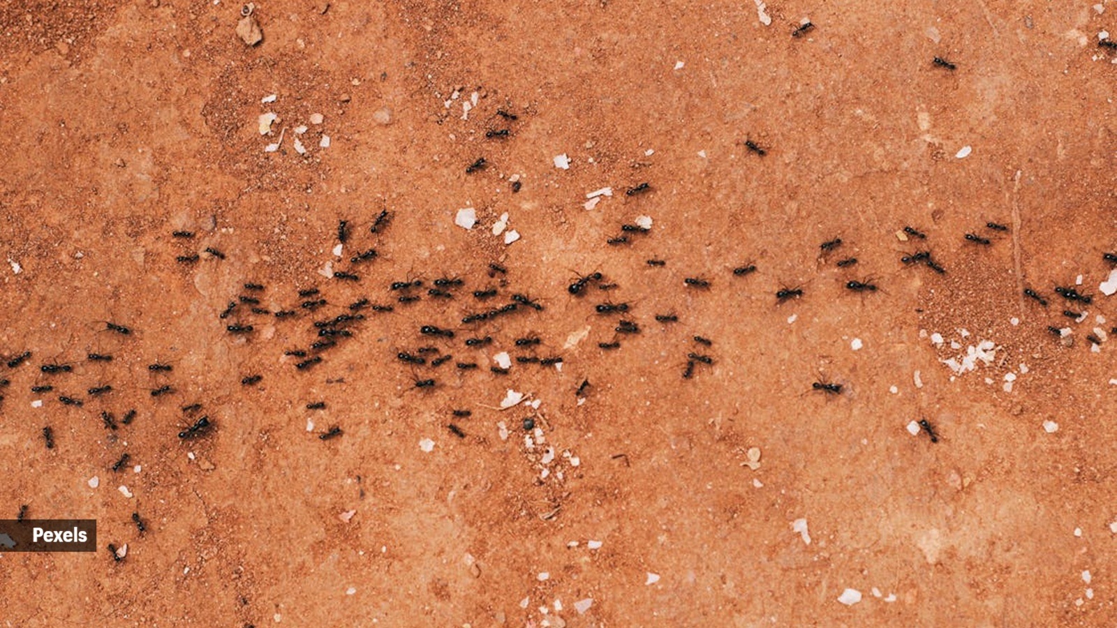There are many more ants than you will ever see crawling around your apartment or yard.