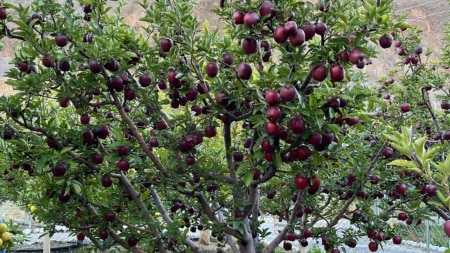 Natural farming techniques' developed auctioned apple orchard at Tabo in Lahaul & Spiti