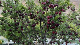 Natural farming techniques' developed auctioned apple orchard at Tabo in Lahaul & Spiti