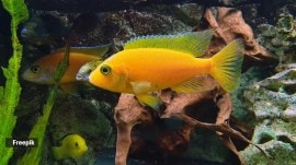 beginner's aquarium fish