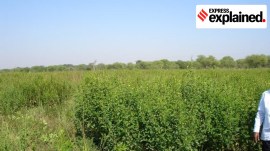 Mission for Aatmanirbharta in Pulses