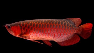 arowana fish