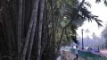 Maharashtra unveils Bamboo Industry Policy 2025; Rs 50,000 crore investment, 5 lakh jobs in 5 years