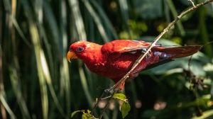 Pegged at a cost of Rs 166 crore, the proposed aviary will be an extended recreational space for Mumbaikars, comprising a lush green public garden along with a swimming pool, and basketball and tennis courts.