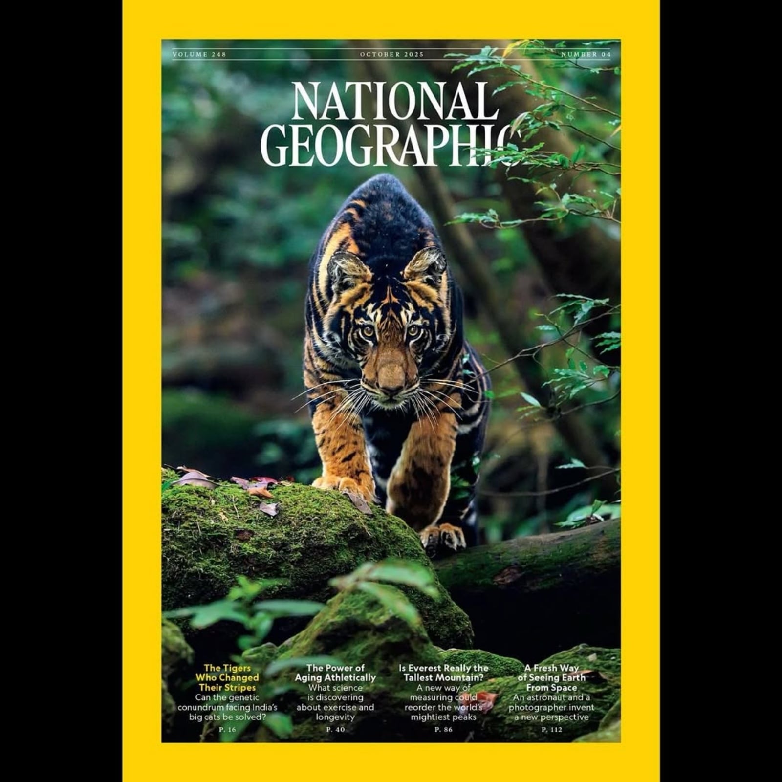 India's rare black tiger on National Geographic cover, courtesy(01)