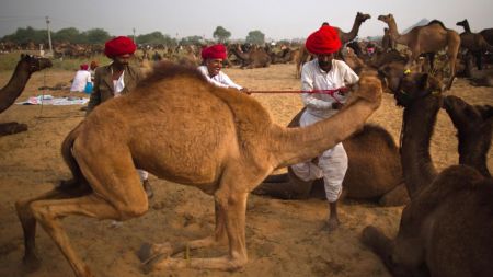 “To reverse the rapid decline of India’s camel population and restore its economic and ecological significance, a multi-dimensional strategy is essential,” the draft notes.