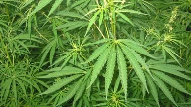A senior Rajasthan Police official made the announcement Thursday, saying that Bajrang Singh was arrested late Wednesday night for his role in a cannabis smuggling racket.
