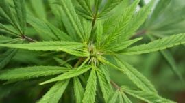 The police noted that the video appeared to have been filmed by one of the women involved in charas preparation.