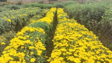 Kashmir tourism, Kashmir autumn tourism, Kashmir, Kashmir University of Agricultural Sciences and Technology, Valley of colours, Valley of flowers, Indian express news, current affairs