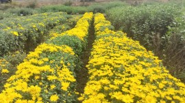 Kashmir tourism, Kashmir autumn tourism, Kashmir, Kashmir University of Agricultural Sciences and Technology, Valley of colours, Valley of flowers, Indian express news, current affairs