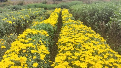 Kashmir tourism, Kashmir autumn tourism, Kashmir, Kashmir University of Agricultural Sciences and Technology, Valley of colours, Valley of flowers, Indian express news, current affairs