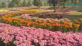 Kashmir chrysanthemum garden, chrysanthemum garden, Bagh-e-Gul Dawood, Kashmir’s first exclusive chrysanthemum garden, Indian express news, current affairs