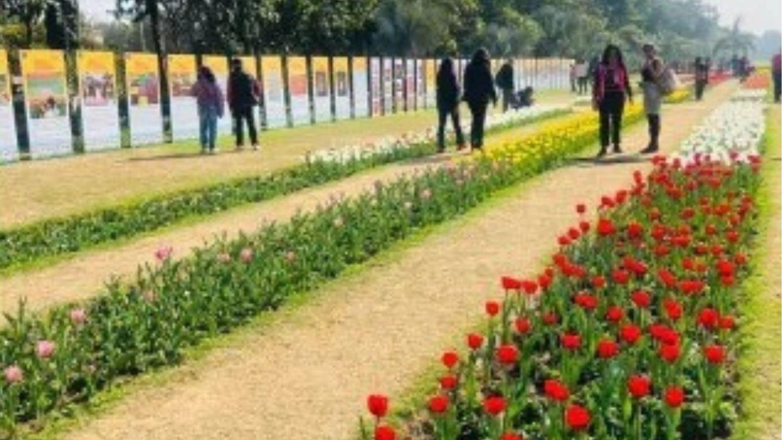 Delhi: This winter, 50k Grown-in-India tulips