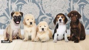 dog breed