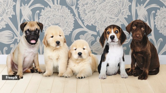 dog breed