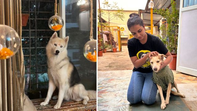 (All dressed up, and finally at peace, a rescued dog celebrates a quieter Diwali with a Saahas volunteer)