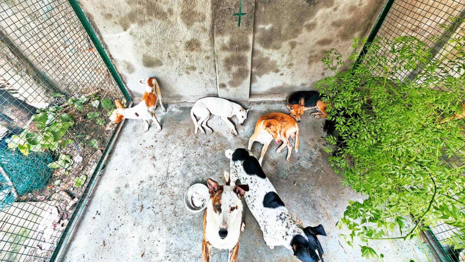 292 stray dog feeding points identified across 12 zones in Delhi after SC order