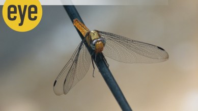 dragonfly