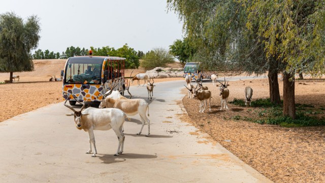 Dubai Safari Park set to reopen for 7th season: All you need to know