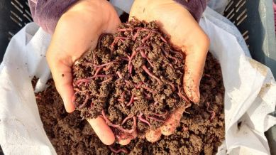 Dharminder uses one main worm species — Eisenia fetida (red wigglers), also called Australian earthworms — which double every 80–90 days, and can survive temperatures ranging from 0°C to 50° C.