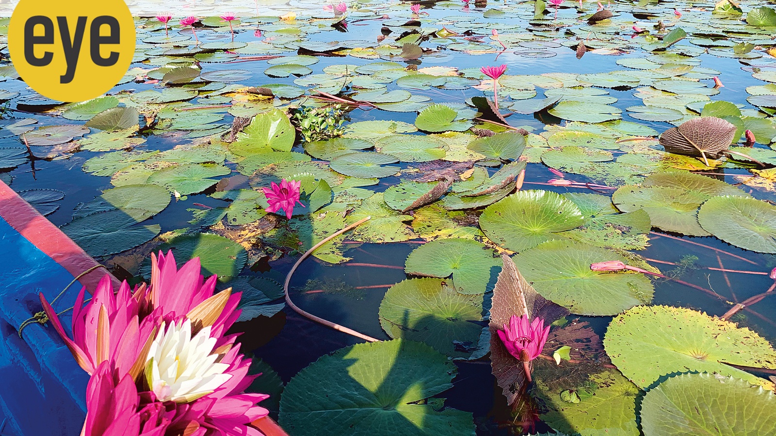 Kerala's Malarikkal: A Paradise of Pink Water Lilies Blooms