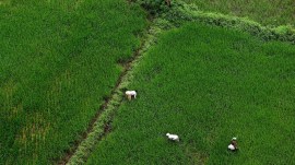 farners A red line runs through it