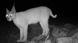 Critically endangered Arabian Caracal spotted in UAE’s Wadi Wurayah National Park