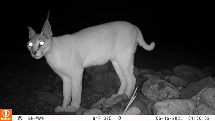 Arabian Caracal 
