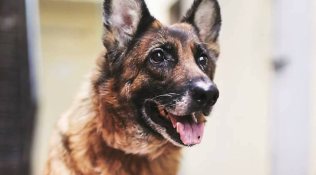 german shepherd