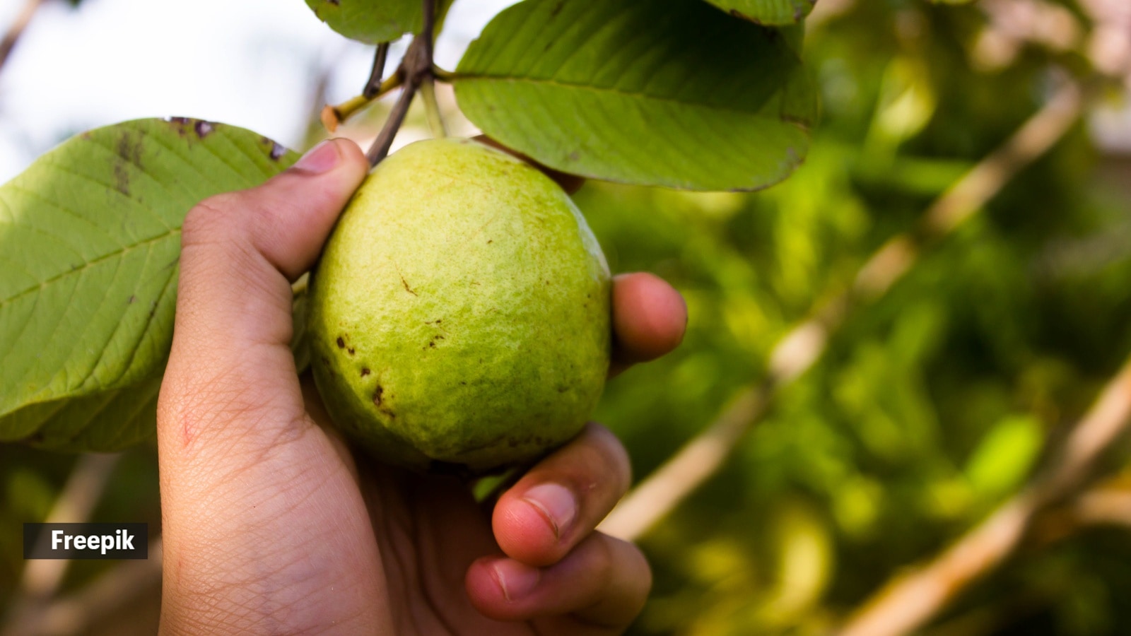 guava