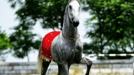 horse Fateh Jung, of the 'majhuke' bloodline, had become a rage on social media after it was introduced at the Jagraon horse fair four weeks ago for stud service.