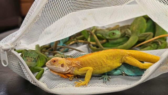 iguanas