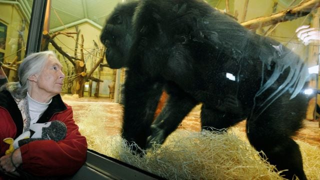 Jane Goodall looks at one the of gorillas at Budapest Zoo in Hungary, Feb 11, 2008.
