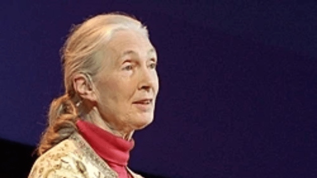 jane goodall