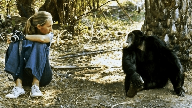 jane goodall