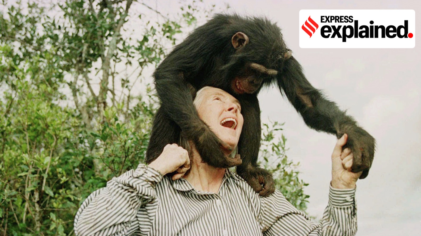 Jane Goodall research: Goodall plays with Bahati, a 3-year-old female chimpanzee, at the Sweetwaters Chimpanzee Sanctuary near Nanyuki, north of Nairobi, on Dec. 6, 1997. (AP/PTI)