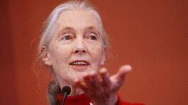 Primatologist Jane Goodall