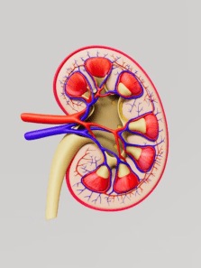 Top 8 foods for good kidney health