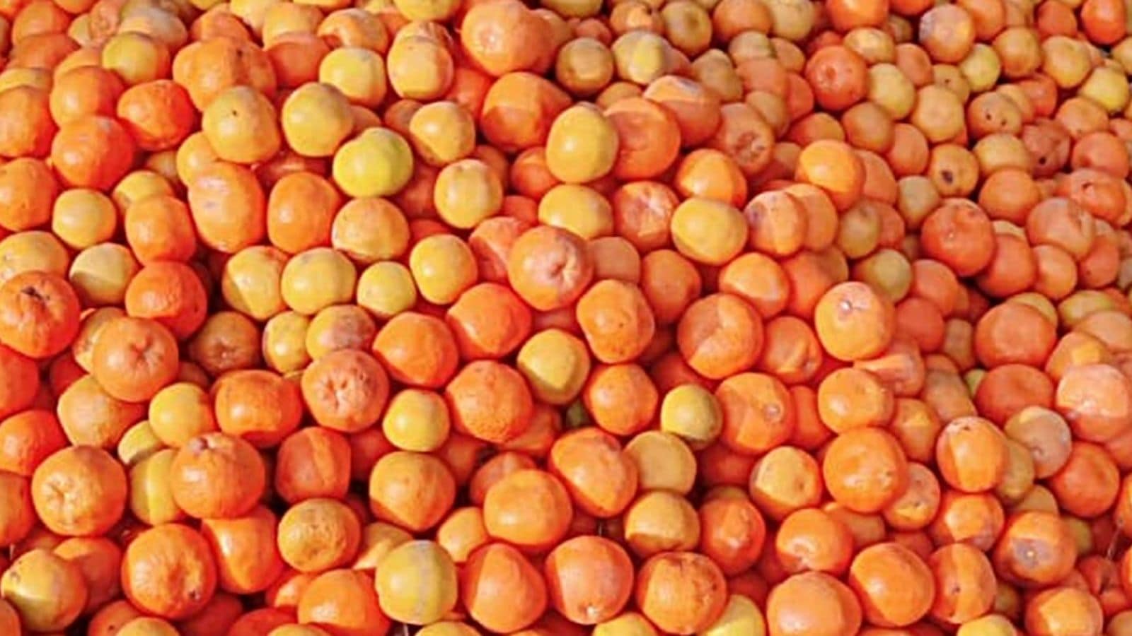 New gut health supplement: Gujarat researchers use citrus fruit peel to feed good bacteria