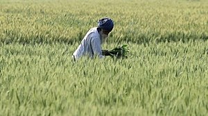 Kisan
