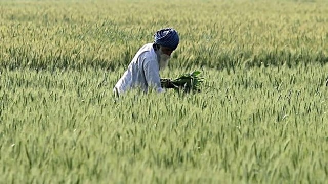 Kisan