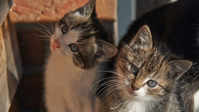 kittens
