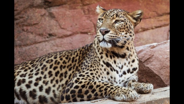 Amur Leopards are one of the rarest big cats in the world. 