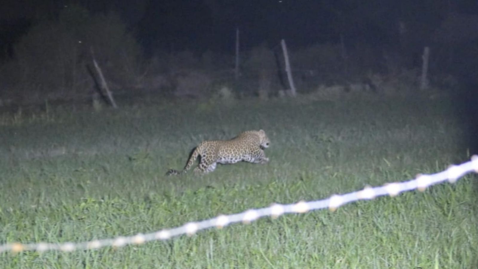 Leopard attacks calf in Delhi’s Jagatpur village: ‘Fear that humans may be targeted…’
