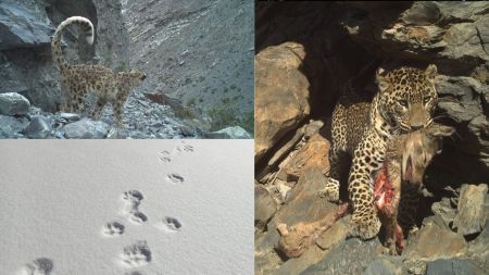 Snow leopard caught on camera trap. (Photos provided by Himachal Pradesh Forest & Wildlife Wing)