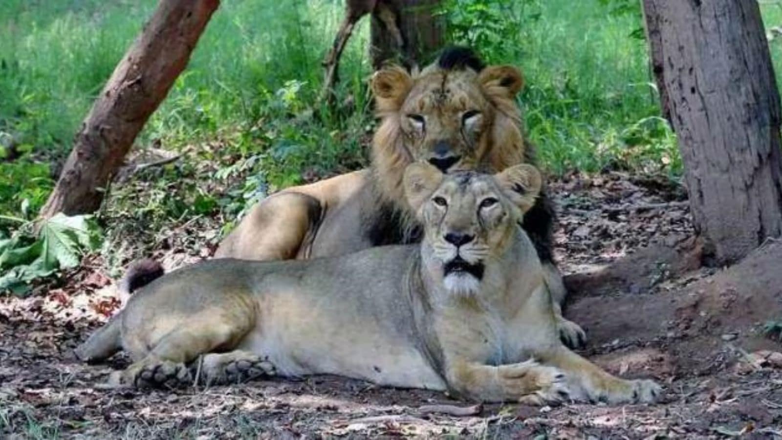 Gujarat: 122% hike in assistance for scaffolding platforms to protect crops from lions