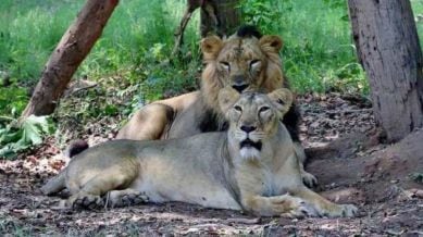 gir lions, gir, lions,