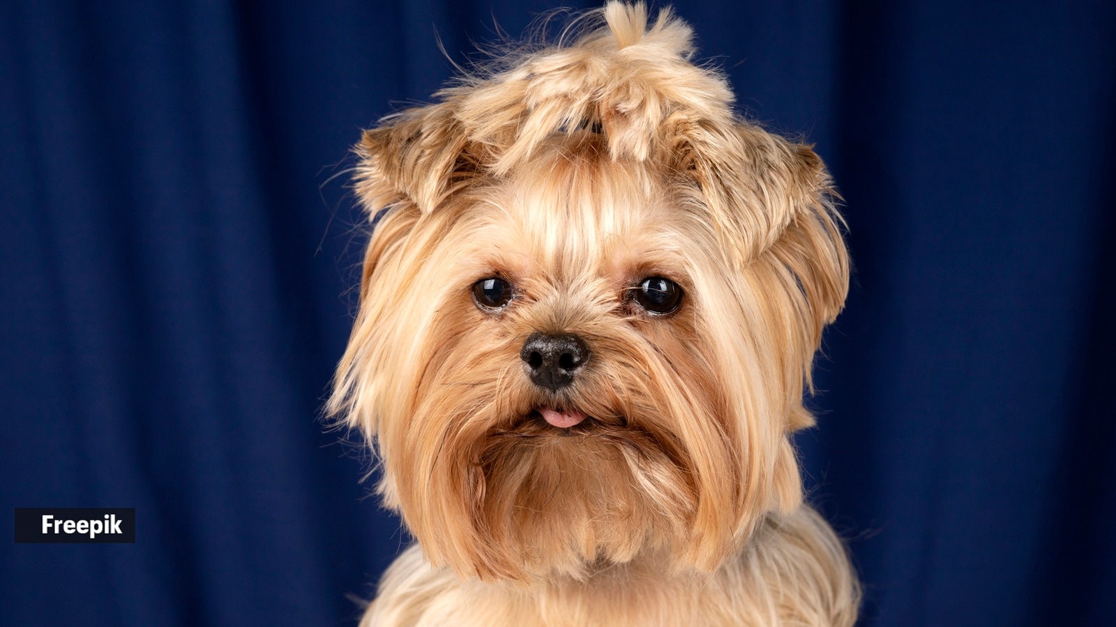 dogs safe to own if allergic