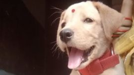 Police are now stumped trying to determine who the true owner of the Labrador is as neither family had registered the dog with the authorities.