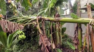 montha, cyclone, cyclone montha updates,